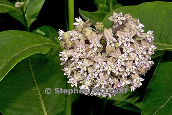 asclepias syriaca 1 graphic